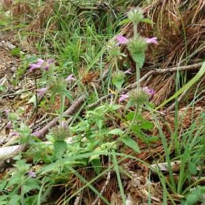 Photographie n°2377006 du taxon Clinopodium vulgare L.