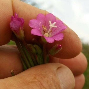 Photographie n°2377011 du taxon Epilobium hirsutum L. [1753]