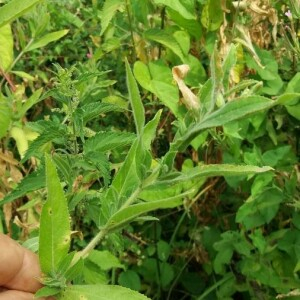 Photographie n°2377013 du taxon Epilobium hirsutum L. [1753]