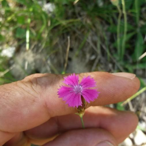 Photographie n°2377023 du taxon Dianthus carthusianorum L. [1753]