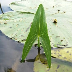 Photographie n°2377042 du taxon Sagittaria sagittifolia L. [1753]