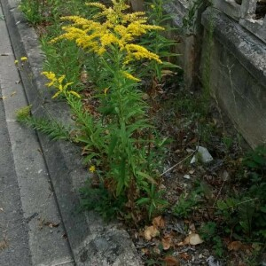 Photographie n°2377046 du taxon Solidago canadensis L. [1753]