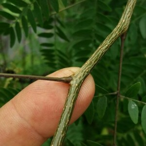 Photographie n°2377050 du taxon Gleditsia triacanthos L. [1753]