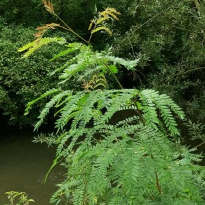 Photographie n°2377051 du taxon Gleditsia triacanthos L. [1753]