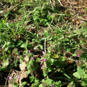 Photographie n°2377068 du taxon Clinopodium vulgare L.