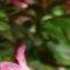  daniel Bourget - Rhododendron ferrugineum L. [1753]