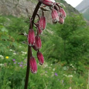 Photographie n°2377141 du taxon Lilium martagon L.