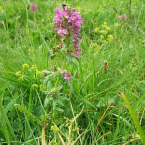 Photographie n°2377178 du taxon Pedicularis verticillata L. [1753]