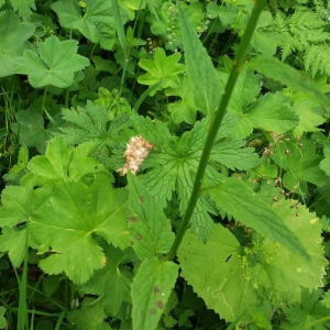 Photographie n°2377194 du taxon Phyteuma spicatum L. [1753]