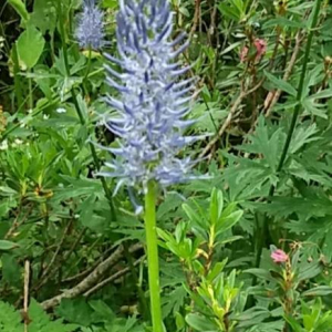 Photographie n°2377195 du taxon Phyteuma spicatum L. [1753]