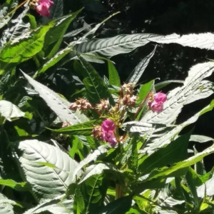 Photographie n°2377212 du taxon Impatiens glandulifera Royle [1833]