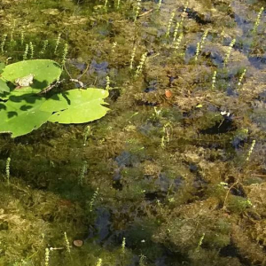 Photographie n°2377221 du taxon Myriophyllum verticillatum L. [1753]