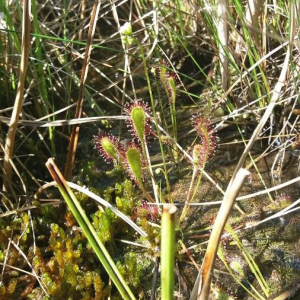 Photographie n°2377223 du taxon Drosera anglica Huds. [1778]