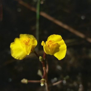 Photographie n°2377224 du taxon Utricularia vulgaris L. [1753]