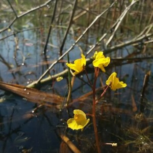 Photographie n°2377225 du taxon Utricularia vulgaris L. [1753]