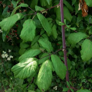 Photographie n°2377230 du taxon Rubus ulmifolius Schott [1818]