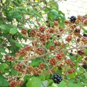 Photographie n°2377231 du taxon Rubus ulmifolius Schott [1818]