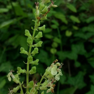 Photographie n°2377232 du taxon Teucrium scorodonia L. [1753]