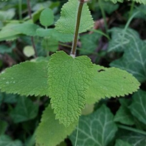 Photographie n°2377233 du taxon Teucrium scorodonia L. [1753]