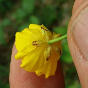 Photographie n°2377235 du taxon Ranunculus acris L. [1753]