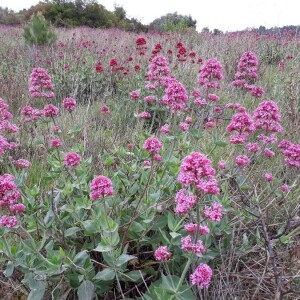 Photographie n°2377285 du taxon Centranthus ruber (L.) DC.