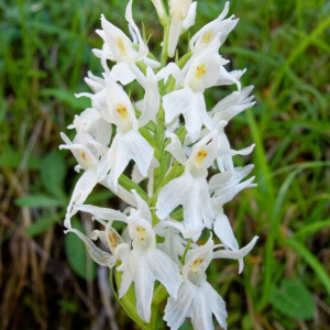 Photographie n°2377286 du taxon Dactylorhiza fuchsii (Druce) Soó [1962]