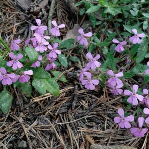 Photographie n°2377298 du taxon Saponaria ocymoides L.