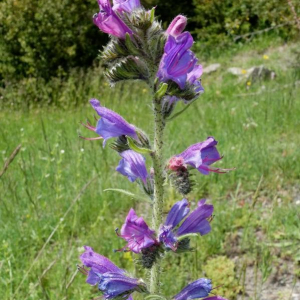 Photographie n°2377302 du taxon Echium vulgare L. [1753]