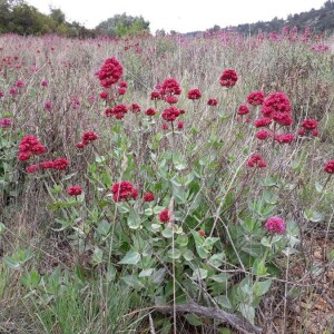 Photographie n°2377305 du taxon Centranthus ruber (L.) DC.