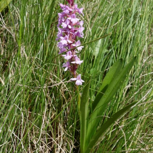 Photographie n°2377308 du taxon Gymnadenia conopsea (L.) R.Br. [1813]