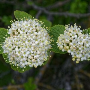 Photographie n°2377311 du taxon Viburnum lantana L. [1753]