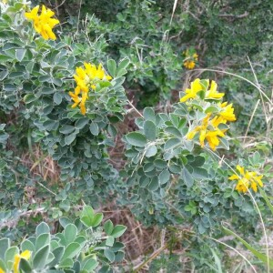 Photographie n°2377313 du taxon Medicago arborea L. [1753]