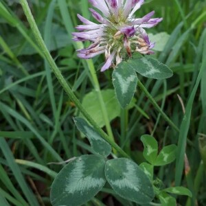 Photographie n°2377319 du taxon Trifolium pratense L. [1753]