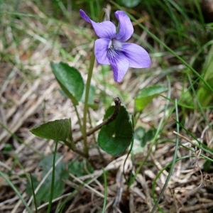 Photographie n°2377321 du taxon Viola riviniana Rchb. [1823]