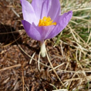 Photographie n°2377322 du taxon Crocus nudiflorus Sm. [1798]