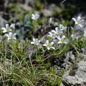 Photographie n°2377324 du taxon Arenaria grandiflora L. [1759]