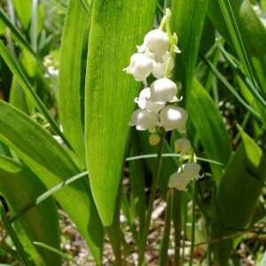 Photographie n°2377338 du taxon Convallaria majalis L.