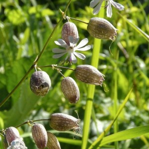 Photographie n°2377350 du taxon Silene vulgaris (Moench) Garcke