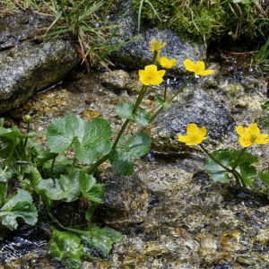 Photographie n°2377358 du taxon Caltha palustris L. [1753]