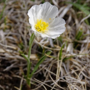 Photographie n°2377361 du taxon Ranunculus pyrenaeus L. [1771]