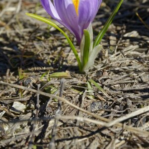 Photographie n°2377362 du taxon Crocus vernus (L.) Hill [1765]