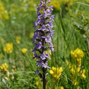 Photographie n°2377369 du taxon Gymnadenia conopsea (L.) R.Br. [1813]