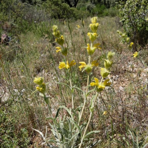 Photographie n°2377372 du taxon Phlomis lychnitis L. [1753]