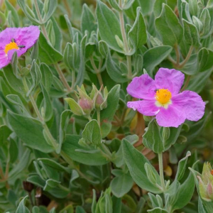 Photographie n°2377373 du taxon Cistus albidus L. [1753]