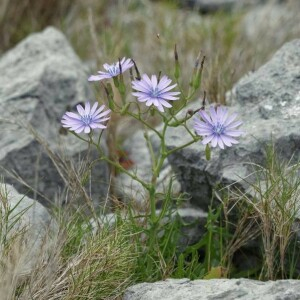  - Lactuca perennis L. [1753]