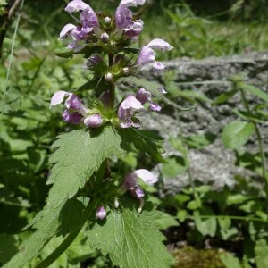 Photographie n°2377391 du taxon Lamium maculatum (L.) L. [1763]