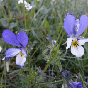 Photographie n°2377402 du taxon Viola tricolor L. [1753]