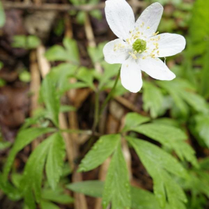 Photographie n°2377410 du taxon Anemone nemorosa L. [1753]