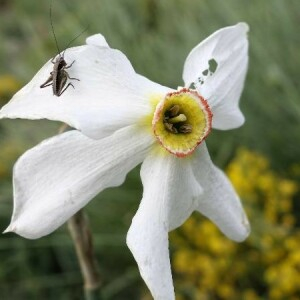Photographie n°2377413 du taxon Narcissus poeticus L.