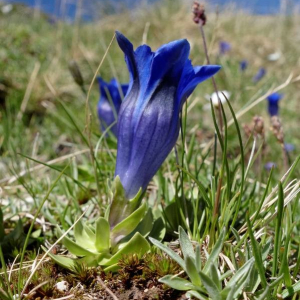 Photographie n°2377420 du taxon Gentiana alpina Vill. [1779]